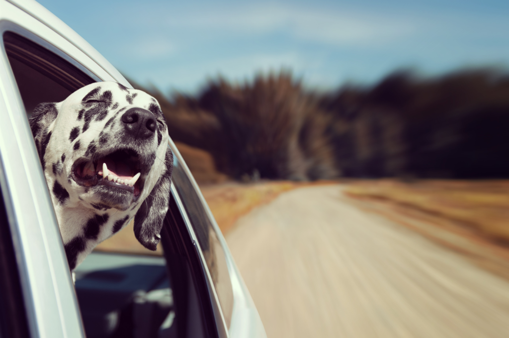 Sparky the dog after following our first time car buyer guide, enjoying a cruise in a new or used car